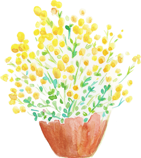 Watercolor Desert Flame Chrysocephalum Apiculatum Australian Native Flower